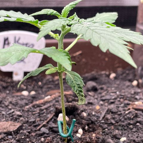 AK 47 Auto growlog timeline photo