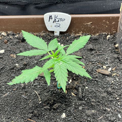 AK 47 Auto growlog timeline photo