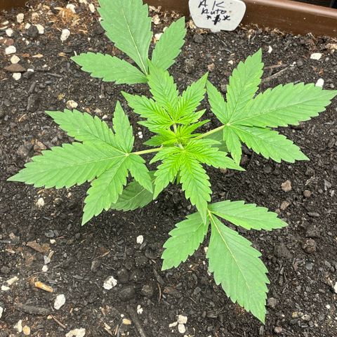 AK 47 Auto growlog timeline photo