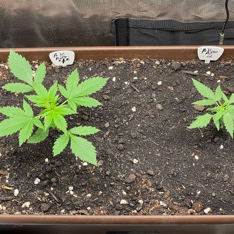 AK 47 Auto growlog timeline photo