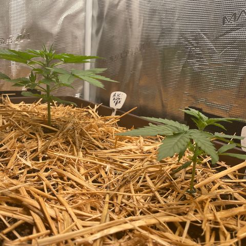 AK 47 Auto growlog timeline photo