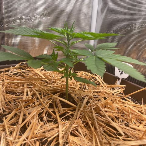 AK 47 Auto growlog timeline photo