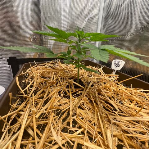 AK 47 Auto growlog timeline photo