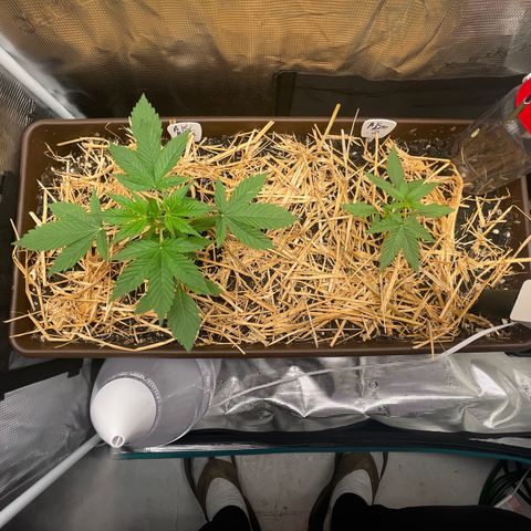 AK 47 Auto growlog timeline photo