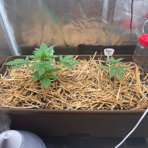 AK 47 Auto growlog timeline photo