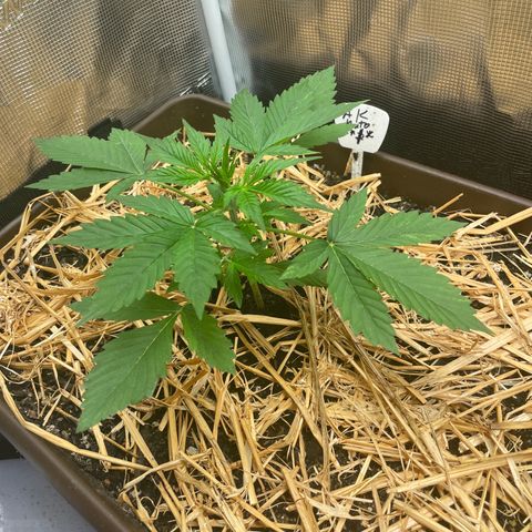 AK 47 Auto growlog timeline photo