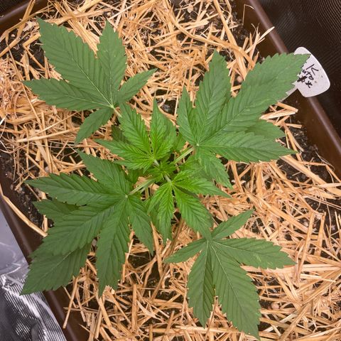 AK 47 Auto growlog timeline photo