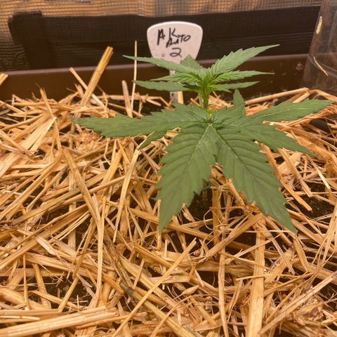 AK 47 Auto growlog timeline photo