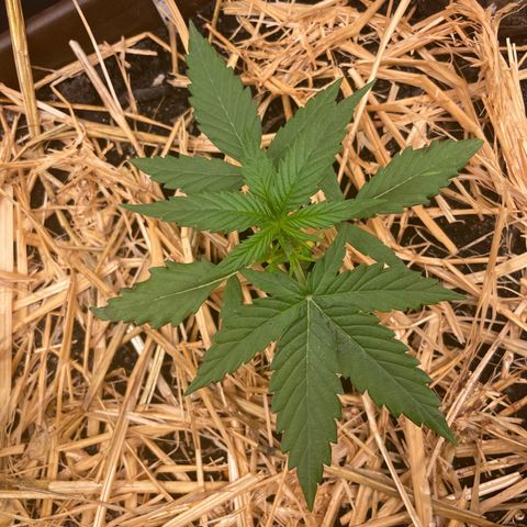AK 47 Auto growlog timeline photo