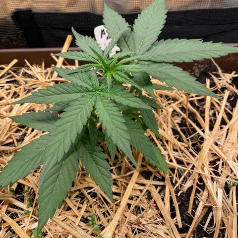 AK 47 Auto growlog timeline photo