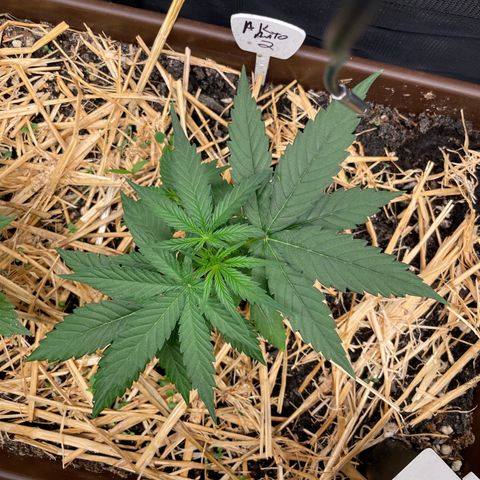 AK 47 Auto growlog timeline photo