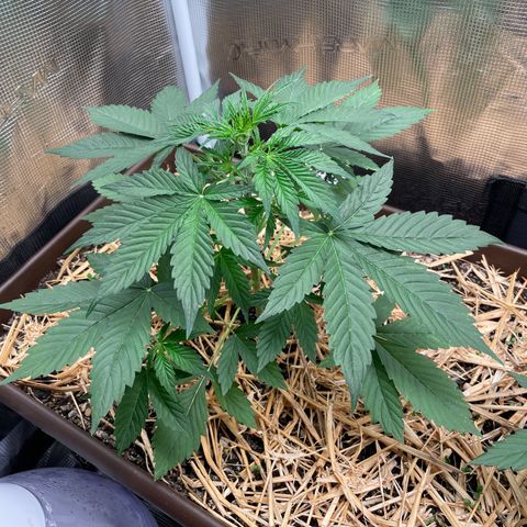 AK 47 Auto growlog timeline photo