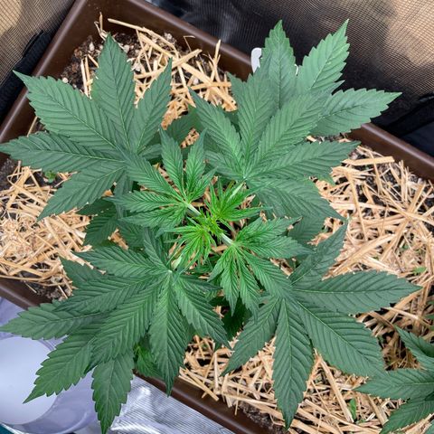 AK 47 Auto growlog timeline photo