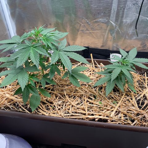 AK 47 Auto growlog timeline photo