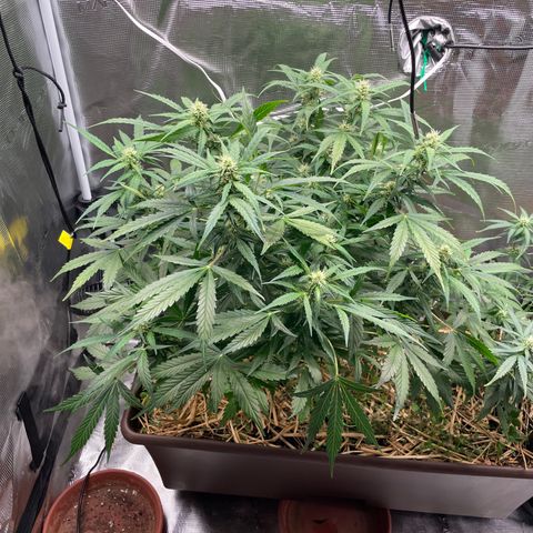 AK 47 Auto growlog timeline photo