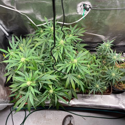 AK 47 Auto growlog timeline photo