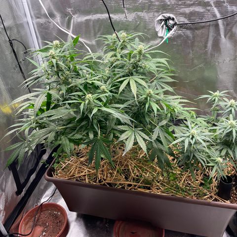 AK 47 Auto growlog timeline photo