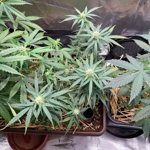 AK 47 Auto growlog timeline photo