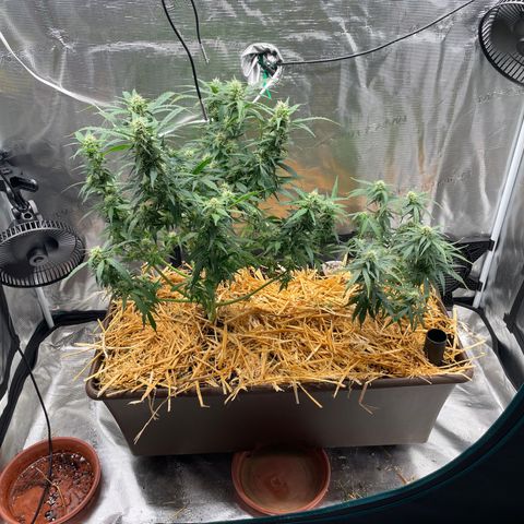 AK 47 Auto growlog timeline photo