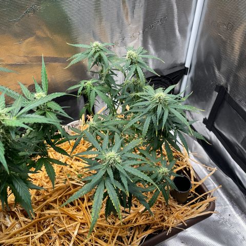 AK 47 Auto growlog timeline photo