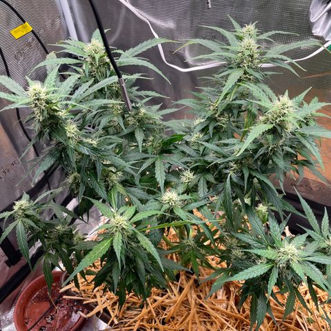 AK 47 Auto growlog timeline photo