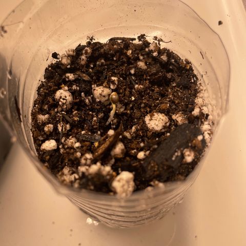 AG Fast Version #1 growlog timeline photo