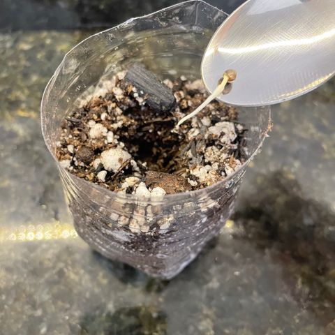 AG Fast Version #1 growlog timeline photo