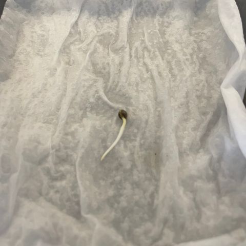 AG Fast Version #1 growlog timeline photo