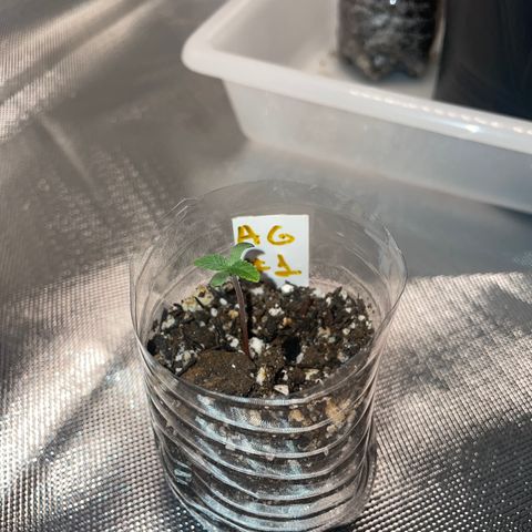 AG Fast Version #1 growlog timeline photo