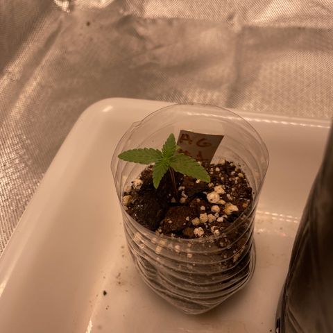AG Fast Version #1 growlog timeline photo