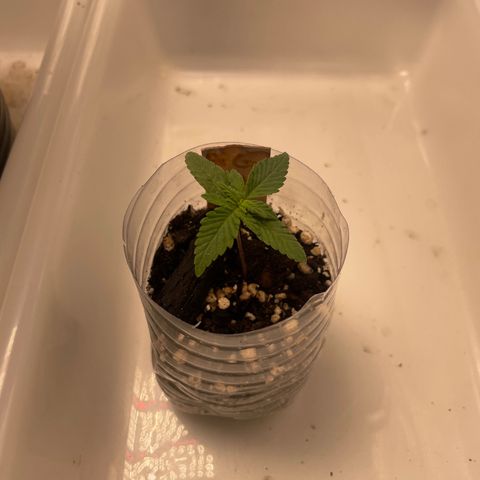 AG Fast Version #1 growlog timeline photo