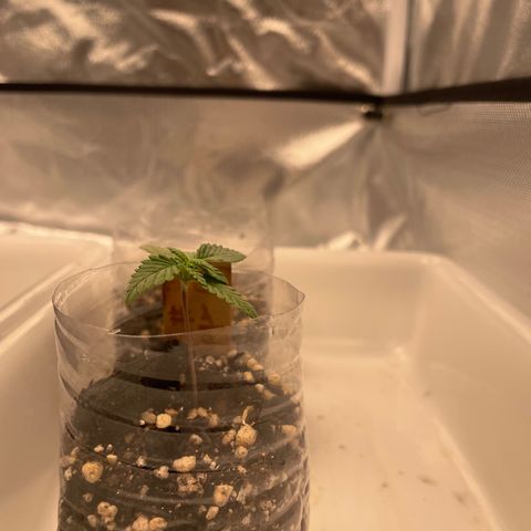 AG Fast Version #1 growlog timeline photo