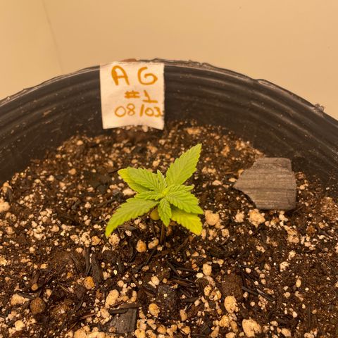 AG Fast Version #1 growlog timeline photo