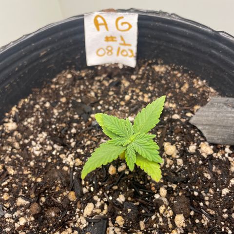 AG Fast Version #1 growlog timeline photo