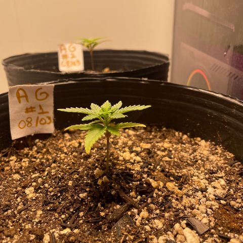AG Fast Version #1 growlog photo: Unfortunately it was necessary to change the environment 🫤🥲
