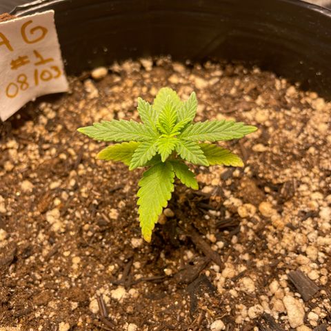 AG Fast Version #1 growlog photo: Unfortunately it was necessary to change the environment 🫤🥲