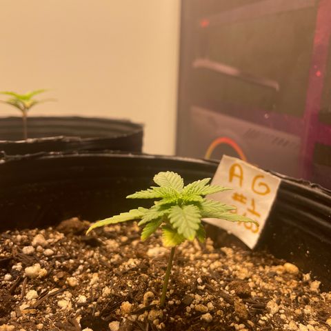 AG Fast Version #1 growlog photo: Ph: 6