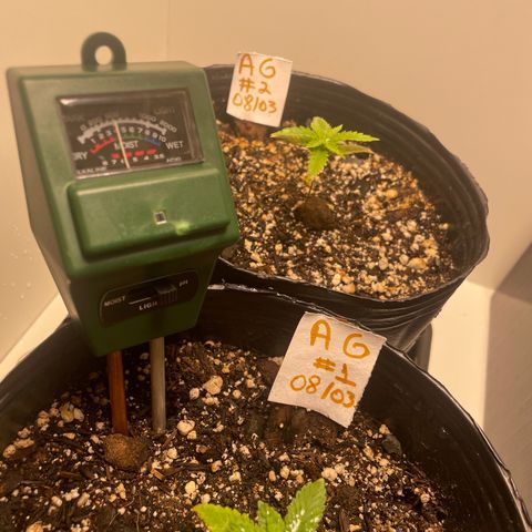 AG Fast Version #1 growlog photo: Ph: 6