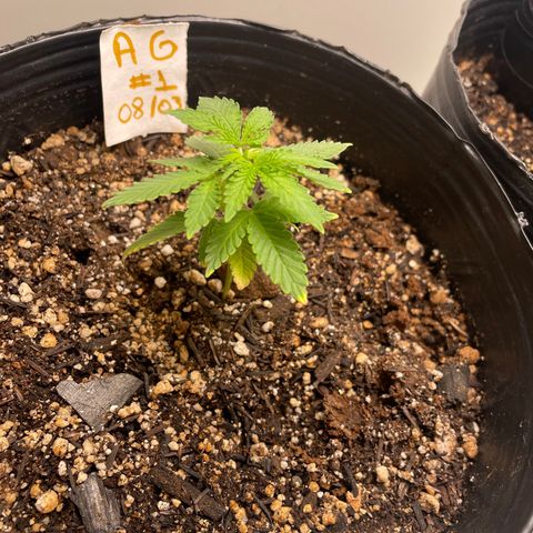 AG Fast Version #1 growlog timeline photo