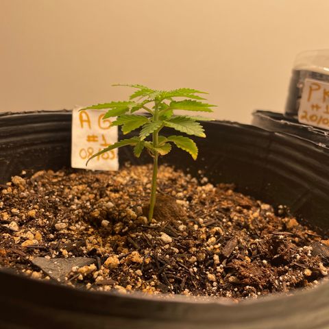AG Fast Version #1 growlog timeline photo
