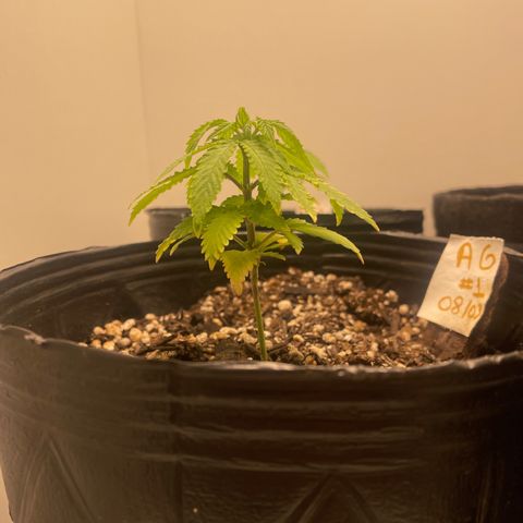 AG Fast Version #1 growlog timeline photo
