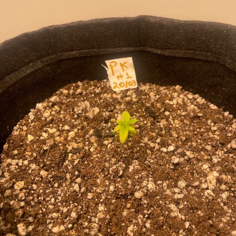 PK #1 growlog timeline photo