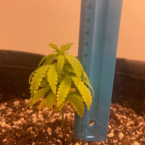 AG Fast Version #1 growlog timeline photo