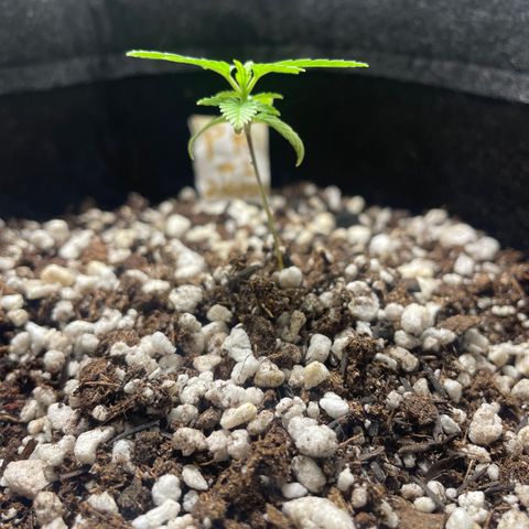 PK #1 growlog timeline photo