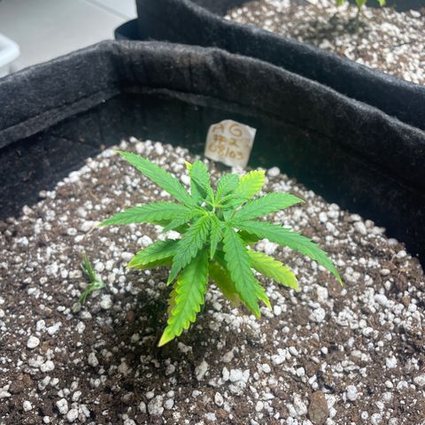 AG Fast Version #1 growlog photo: Poda