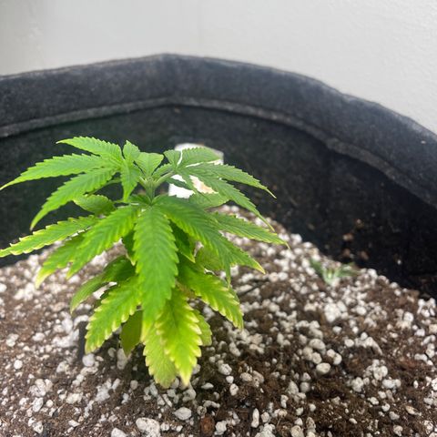 AG Fast Version #1 growlog timeline photo