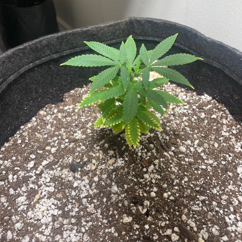 AG Fast Version #1 growlog timeline photo