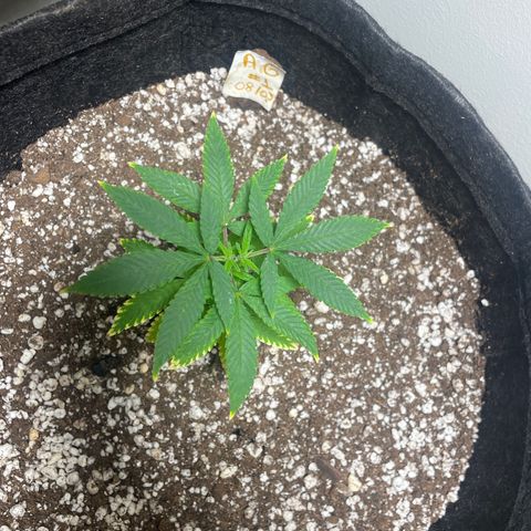 AG Fast Version #1 growlog timeline photo