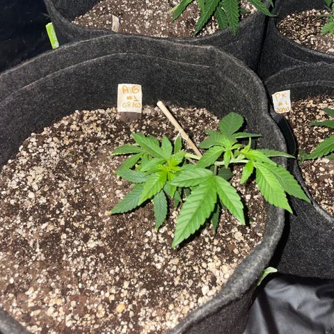 AG Fast Version #1 growlog photo: Regada com fert 03/06