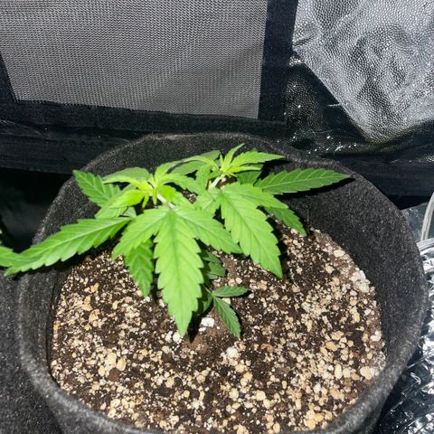PK #1 growlog photo: Regadas com fert 03/05
